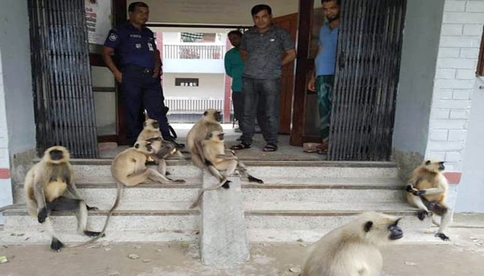 বাচ্চাকে মারায় নালিশ নিয়ে থানায় হনুমানের দল  