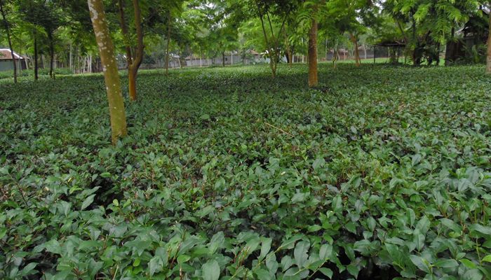 সীমান্ত পথে আসছে ভারতীয় চা, ক্ষতিগ্রস্ত ক্ষুদ্র চাষিরা  