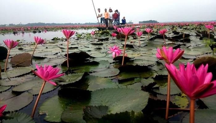 লাল শাপলার বিকি বিলকে পর্যটন এলাকা ঘোষণা   
