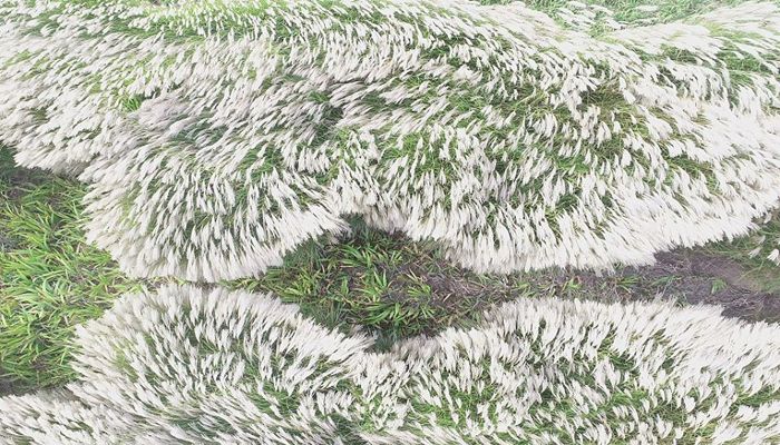 হেমন্তে যেন এই নদীর তীর কাশফুলের সমুদ্র হয়ে যায়। ছবি: সিজিটিএন 