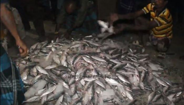 ঝালকাঠিতে ৬০ মণ জাটকাসহ ঢাকাগামী বাস আটক