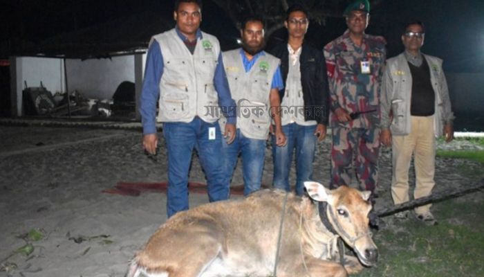 সেই নীলগাইয়ের ঠাঁই হলো বঙ্গবন্ধু সাফারি পার্কে