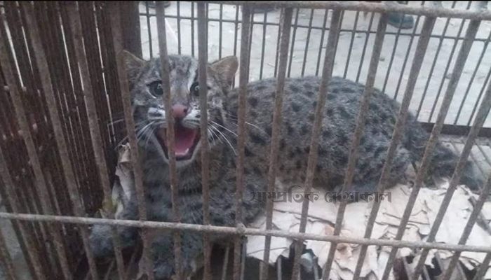 ছাতকে মেছোবাঘের ছানা আটক