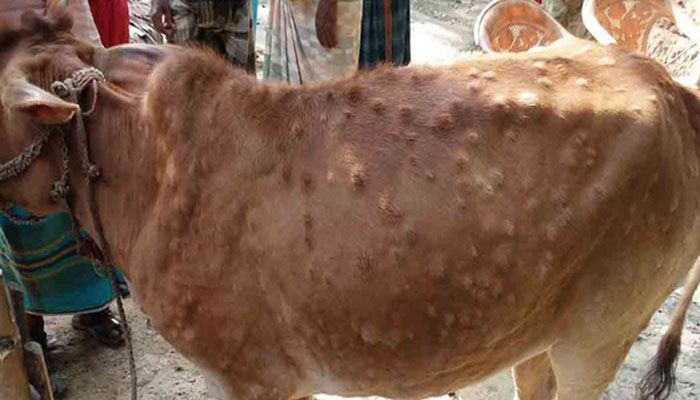 লাম্পিতে ক্ষতি দুই হাজার কোটি টাকা