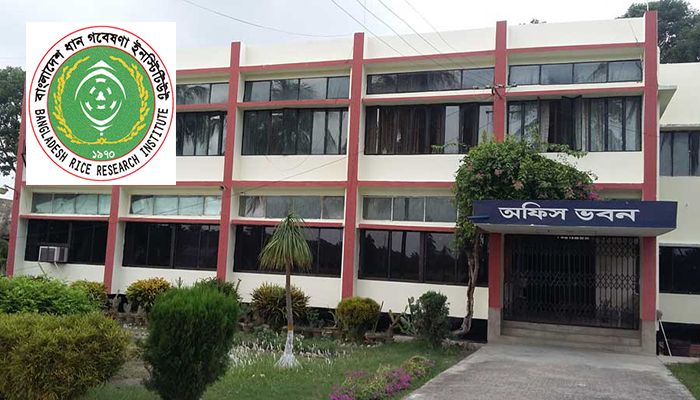 ধান গবেষণা ইনস্টিটিউটে ৫৩ হাজার টাকার চাকরি
