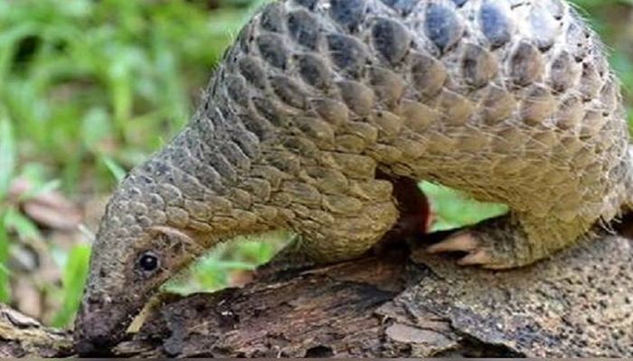 করোনা ছড়িয়েছে বনরুই থেকে