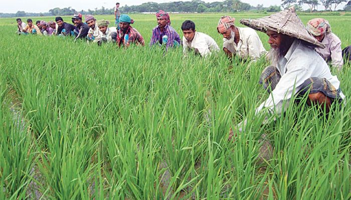 দিশেহারা কৃষকের উচ্চ সুদে যৎসামান্য প্যাকেজ