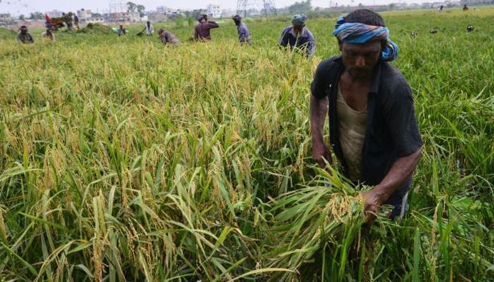 করোনাভাইরাস: হাওরে ধান কাটা নিয়ে শঙ্কা