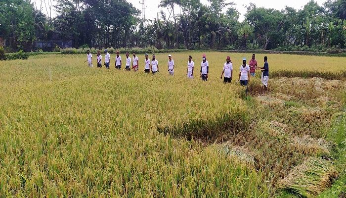 স্বেচ্ছাশ্রমে ধান কাটছেন চাকুরি প্রত্যাশীরা