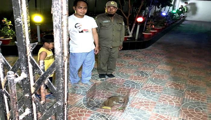 উদ্ধার হওয়া বিপন্ন লজ্জাবতী বানর বনবিভাগে হস্তান্তর