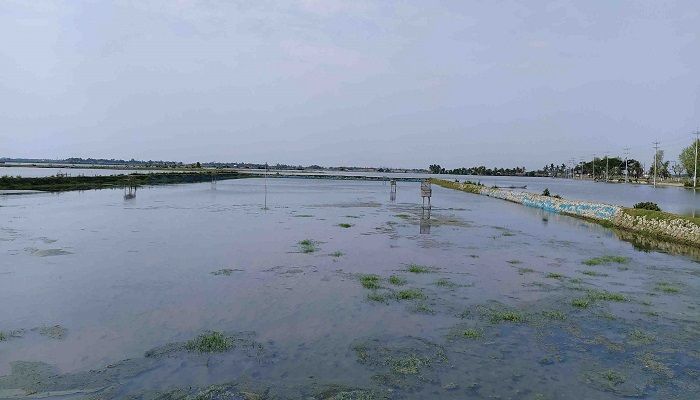 পোনা সংকটে দিশেহারা বাগেরহাটের চিংড়ি চাষিরা