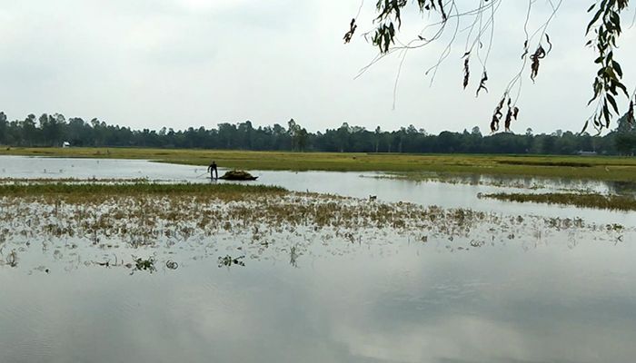 দিনাজপুরে পানিতে ডুবলো কৃষকের স্বপ্ন