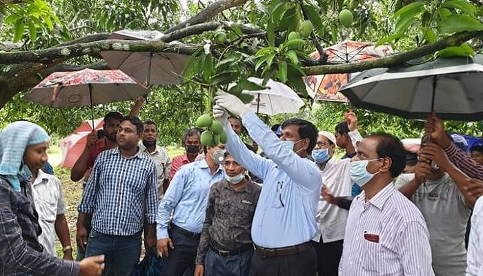 নাটোরে গাছ থেকে আম সংগ্রহ শুরু