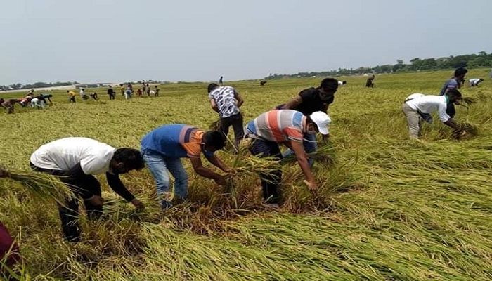 স্বেচ্ছাশ্রমে করোনার প্রভাব কাটিয়ে উঠছে কৃষকেরা
