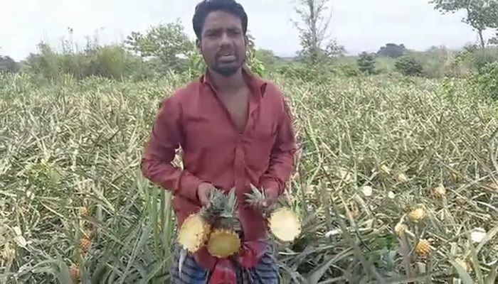 চাঁদা না পেয়ে ৫০০০ আনারস গাছ কাটলো দুর্বৃত্তরা