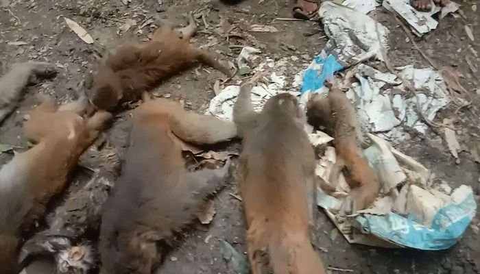 মাদারীপুরে বানর হত্যা মামলায় নারী গ্রেফতার