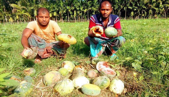 রাজাপুরে শিলা বৃষ্টিতে তছনছ কৃষকের স্বপ্ন