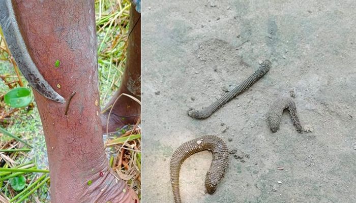 জোঁক: নিচু জমির ধান কাটা নিয়ে কৃষকের নতুন উৎকন্ঠা