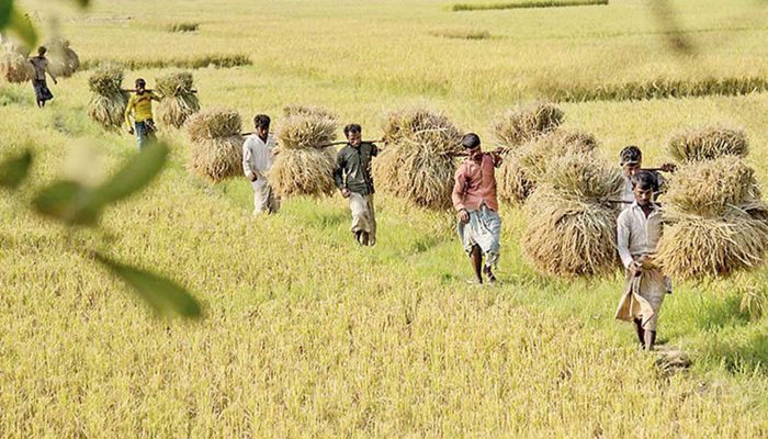 ফসলের ন্যায্য দাম নিয়ে দুশ্চিন্তায় কৃষক