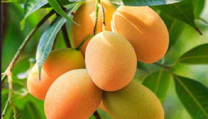 ১৫ মে থেকে বাজারে রাজশাহীর আম