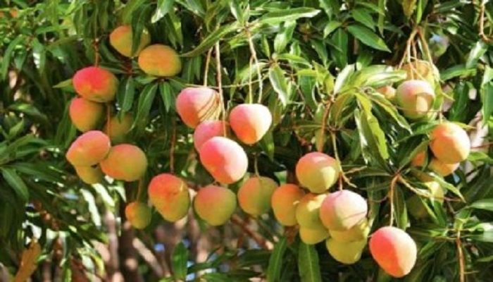 চুয়াডাঙ্গায় ২০ মে আম সংগ্রহ শুরু