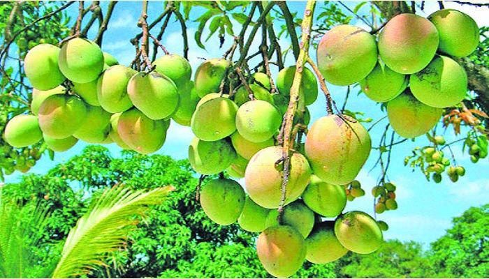 লোকসানের শঙ্কায় আমচাষিরা