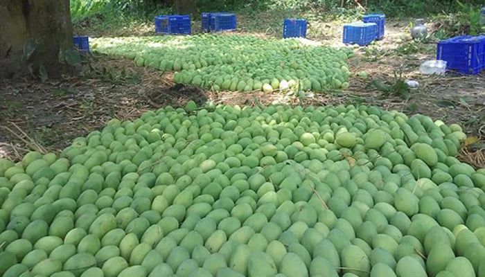 শুক্রবার থেকে ‘ম্যাংগো স্পেশাল ট্রেনে’ আসবে রাজশাহীর আম