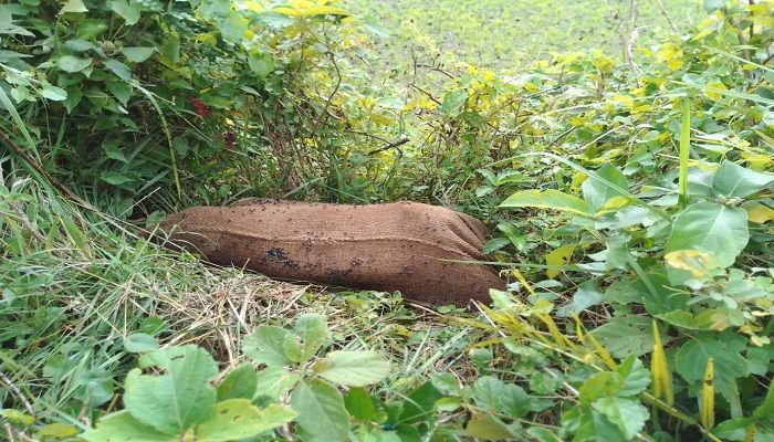 যশোরে পরকীয়ার জেরে গরু ব্যবসায়ী খুন