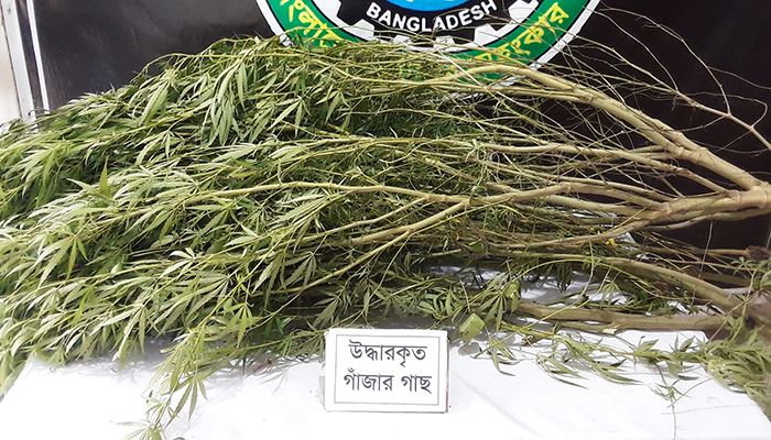 পাবনায় গাঁজা গাছসহ ‘মাদক ব্যবসায়ী’ আটক