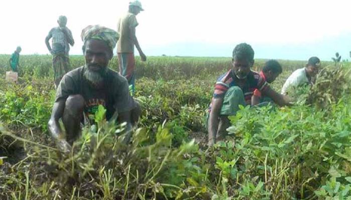 দাম নিয়ে হতাশায় বাদাম চাষিরা