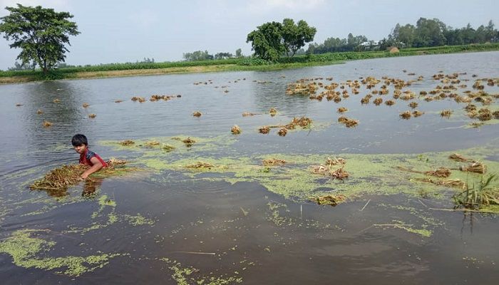 যমুনায় পানি বৃদ্ধি, তলিয়ে গেছে পাকা ধান