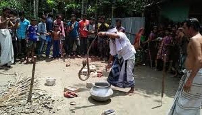 কুষ্টিয়ায় গোখরা সাপসহ ২৬ ডিম উদ্ধার