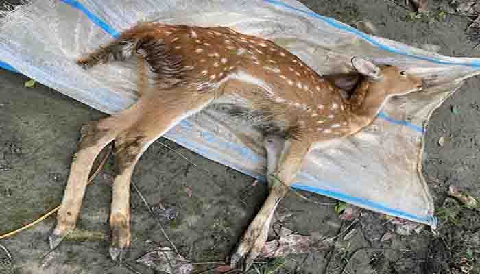 ক্রিকেটার রুবেলের পার্কে হরিণ শাবকের মৃত্যু 