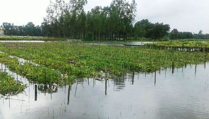 পানিতে তলিয়ে গেছে কৃষকের স্বপ্ন 