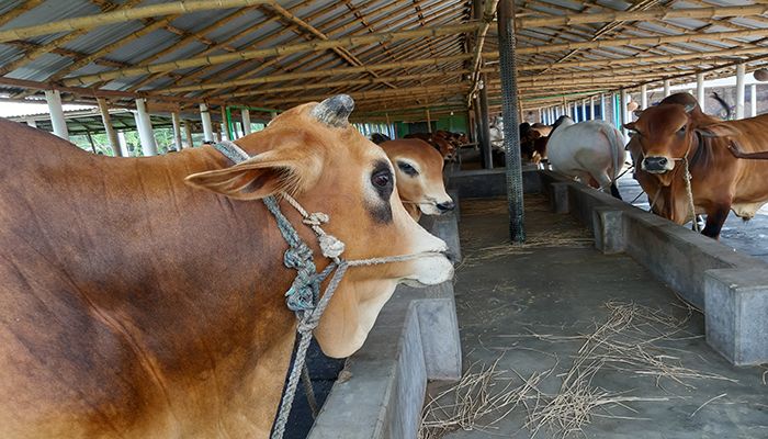 গরু মহিষের সৌখিন খামার গড়েছেন রেকাত আলী 