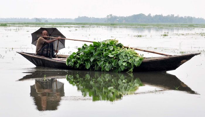 বন্যার প্রথম পর্যায়ে ৩৪৯ কোটি টাকার ফসলের ক্ষতি: কৃষিমন্ত্রী