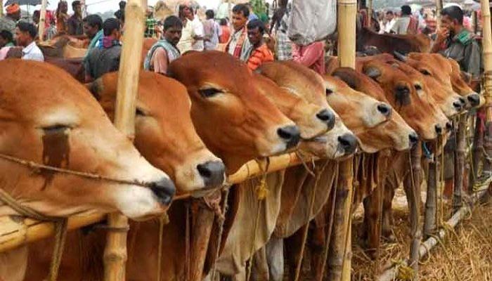 পশুর হাটে স্বাস্থ্যবিধি রক্ষা নিয়ে  বিশেষজ্ঞদের শঙ্কা