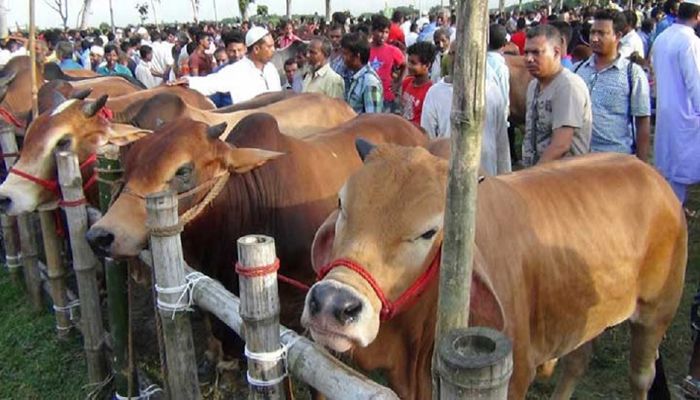 কোরবানি ব্যবস্থাপনার চ্যালেঞ্জ 