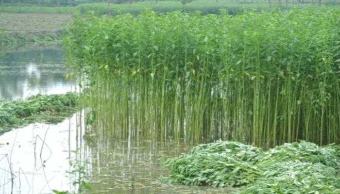 ঠাকুরগাঁওয়ের পাট চাষিদের চোখে সোনালী স্বপ্ন 