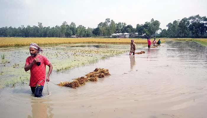 দেশে বন্যায় ১৩২৩ কোটি টাকার ফসলের ক্ষতি: কৃষিমন্ত্রী
