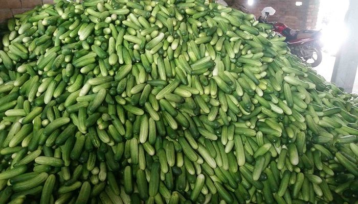 বাগেরহাটে শসার বাম্পার ফলনে কৃষকের মুখে হাসি