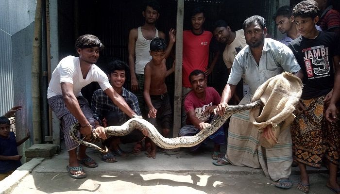 পাবনায় ১১ ফুট লম্বা অজগর সাপ উদ্ধার