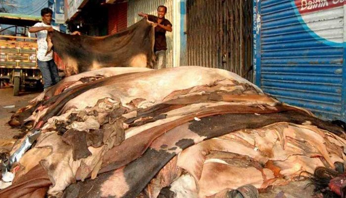 সারাদেশে চামড়ার ন্যায্যমূল্য নিশ্চিতে  অভিযান