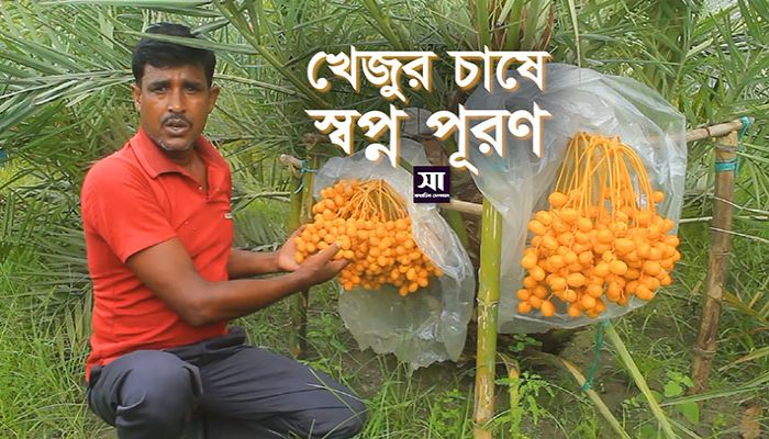 খেজুর চাষে সফল রাজীব