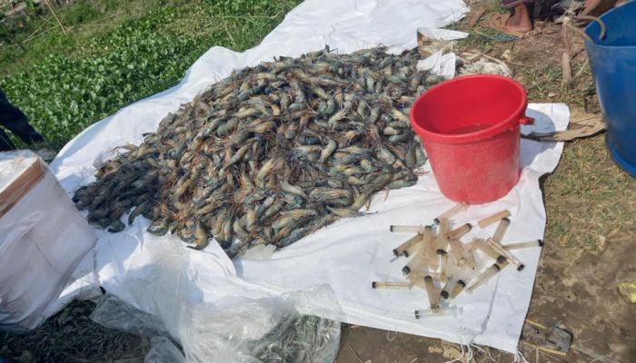 বাগেরহাটে জেলিপুশ করা গলদা চিংড়ি জব্দ