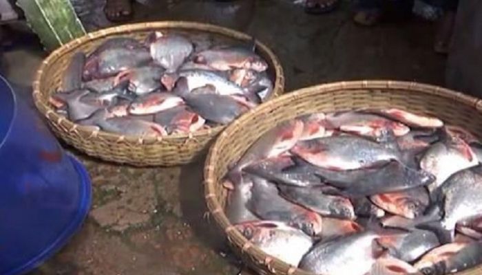 রূপচাঁদার নামে নিষিদ্ধ পিরানহা বিক্রি
