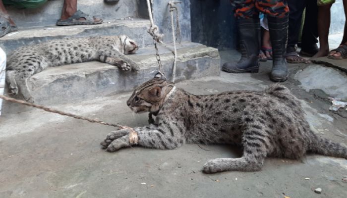পাবনায় মেছোবাঘের আক্রমণে আহত ৪