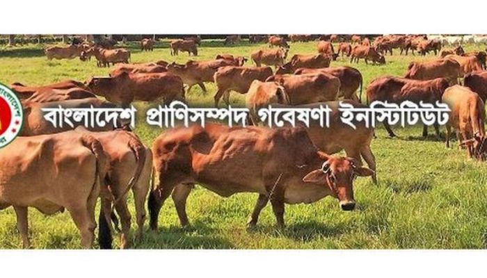বৈজ্ঞানিক প্রযুক্তি, গাভী জন্ম দেবে জমজ বাছুর
