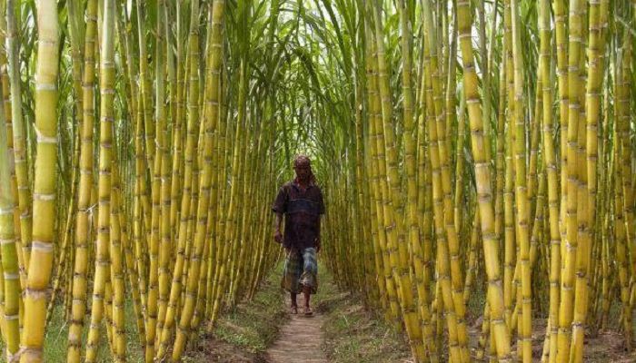 চিনিকল ফেডারেশনের ৫ দফা বাস্তবায়নের দাবি