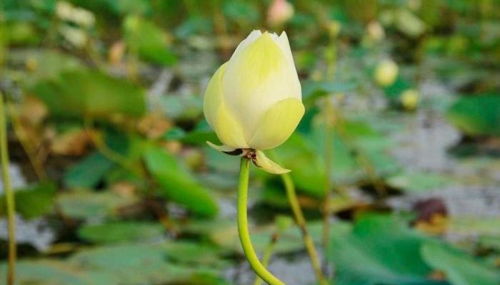 বিরল হলুদ পদ্ম নাম পেলো ‘গোমতী’